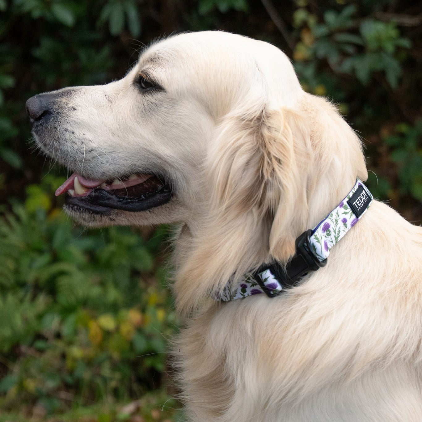 Thistle While You Walk Collar