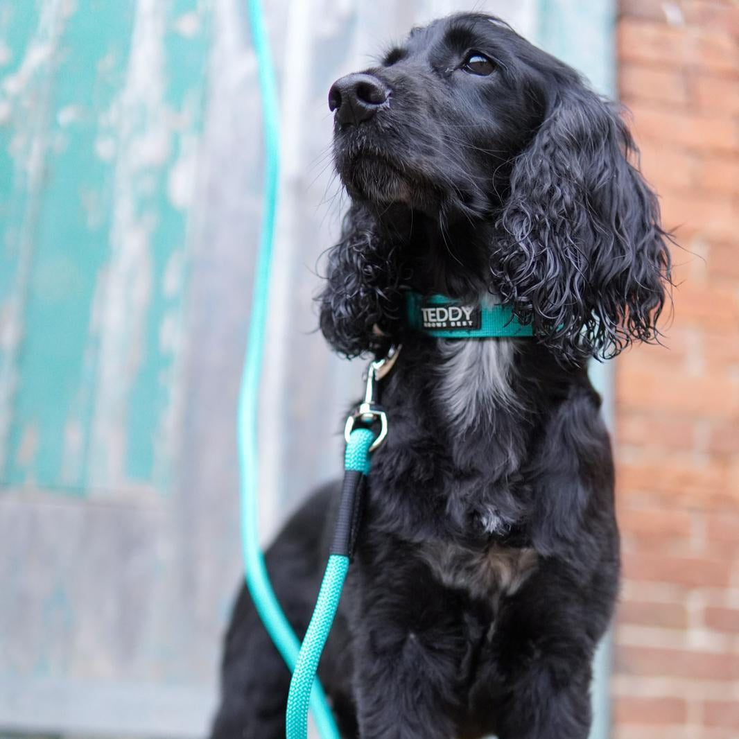 Black Spaniel wearing the Teddy Knows Best Dog Collar and Lead in the colour Ice Blue