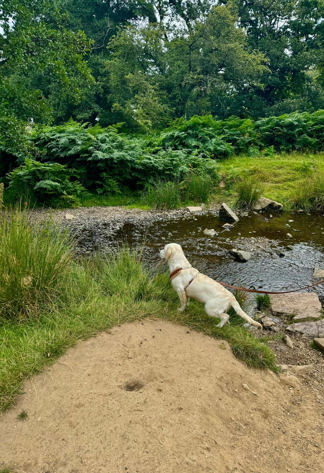 Teddy’s Top 10 Tips on Improving your Loose Lead and Off-Lead Walking