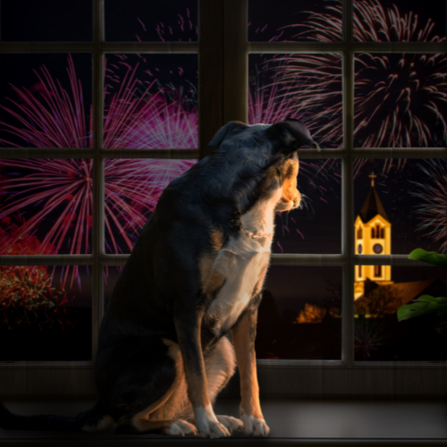 How to Keep Your Dog Safe on Bonfire Night: A Guide for Staying Chill When the Fireworks Go Off