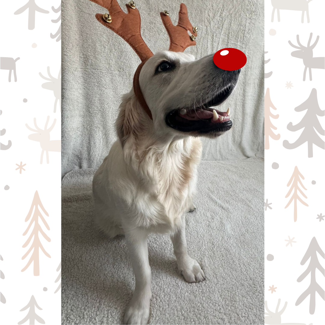 Fun Things to Do with Dogs at Christmas