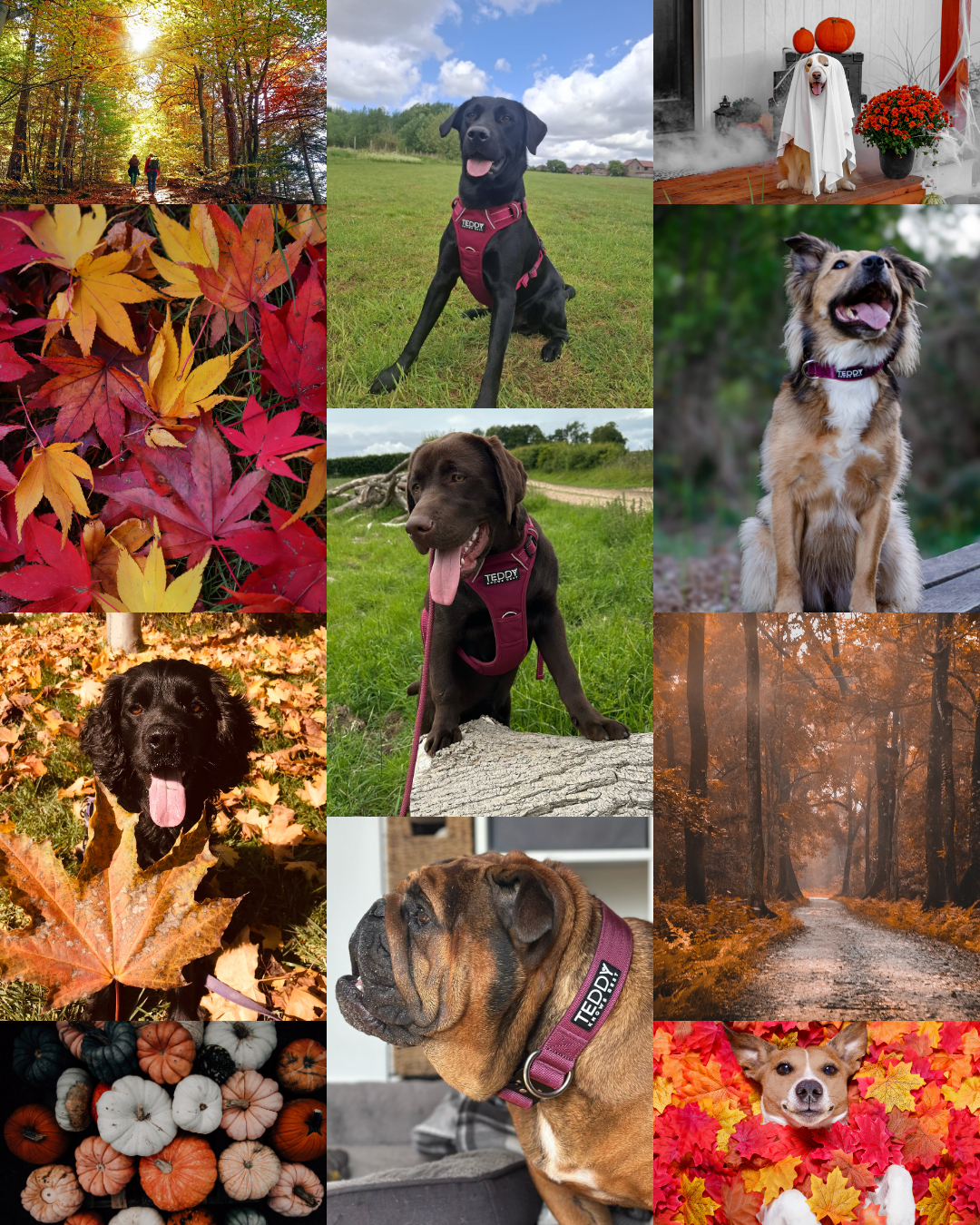 🍂 Paws & Leaves: Fun Things to Do with Your Dog This Autumn