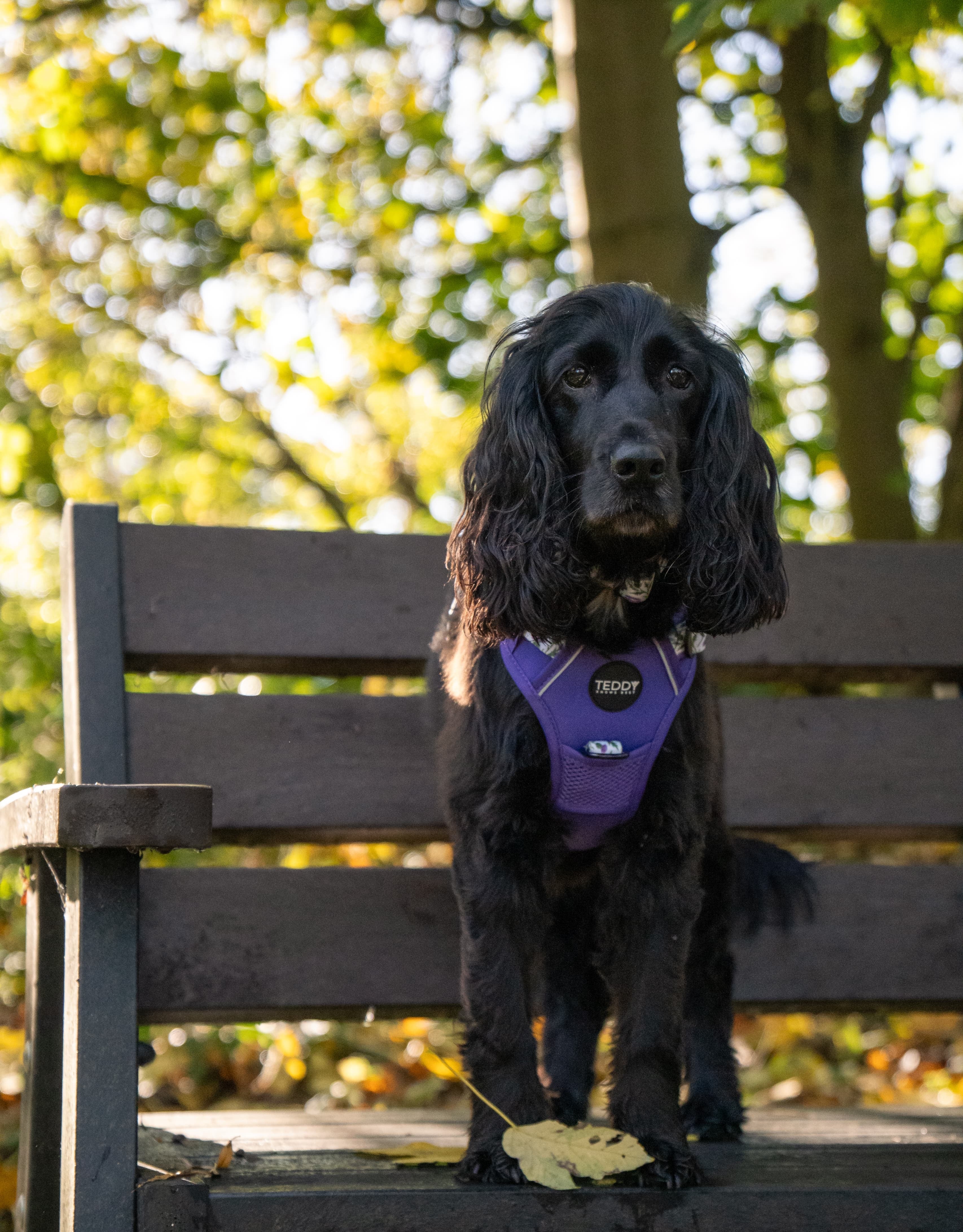 Thistle While You Walk Trio