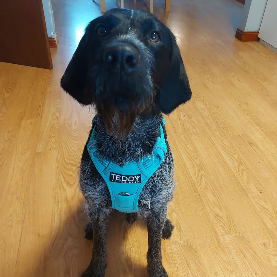 Harness & Lead Bundle