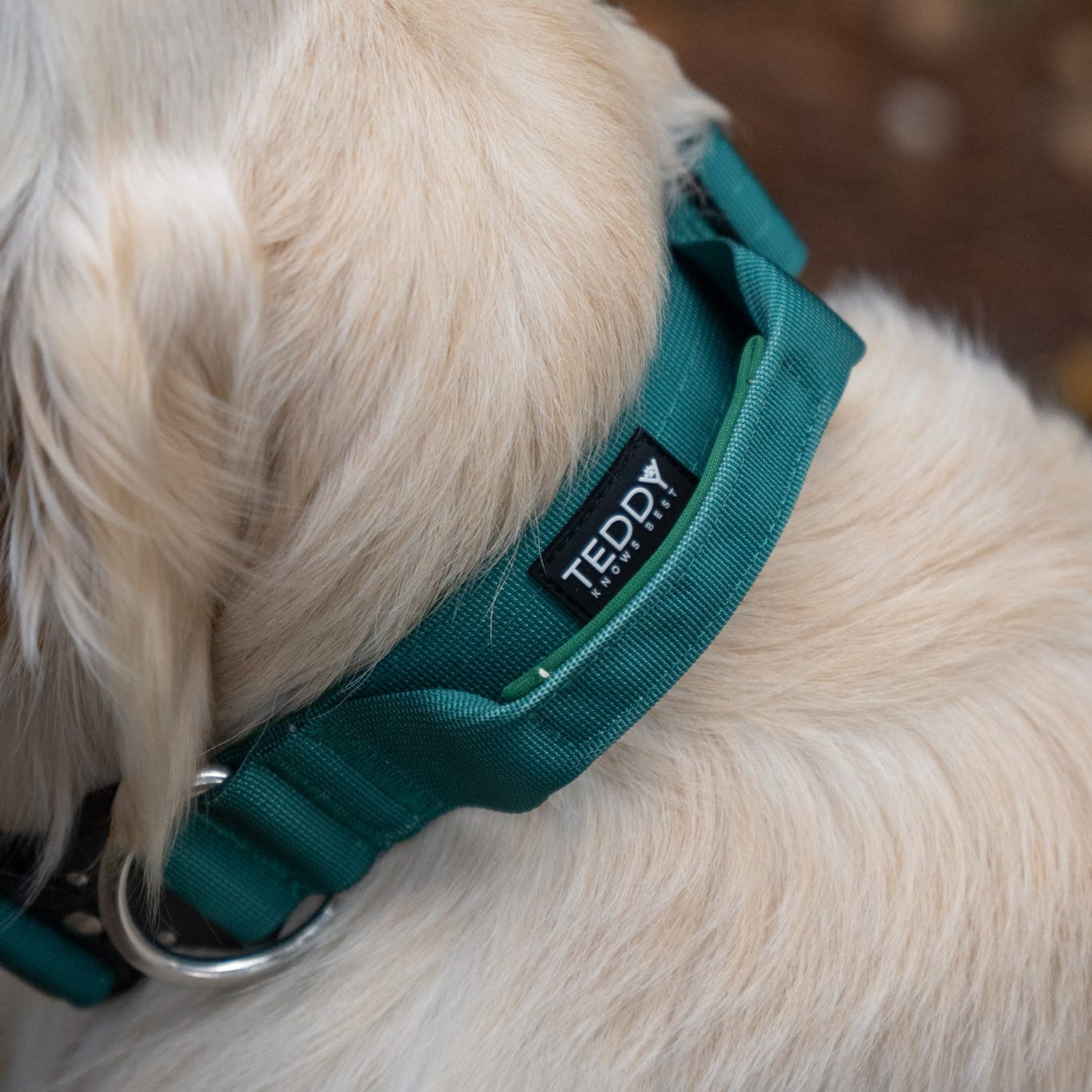 Forest Green dog collar with a brand logo on a light-colored dog.