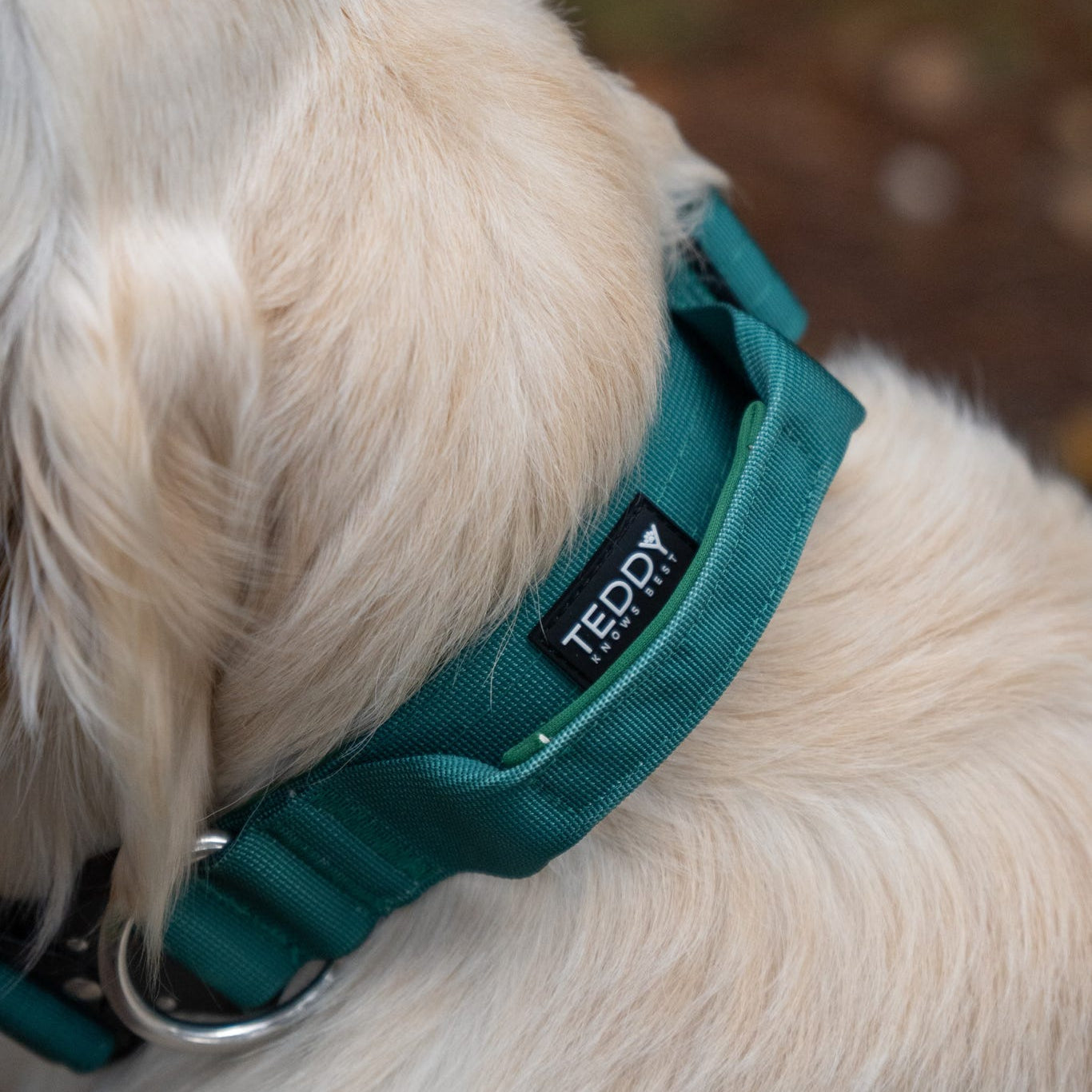 Woodland Wanderers Trio