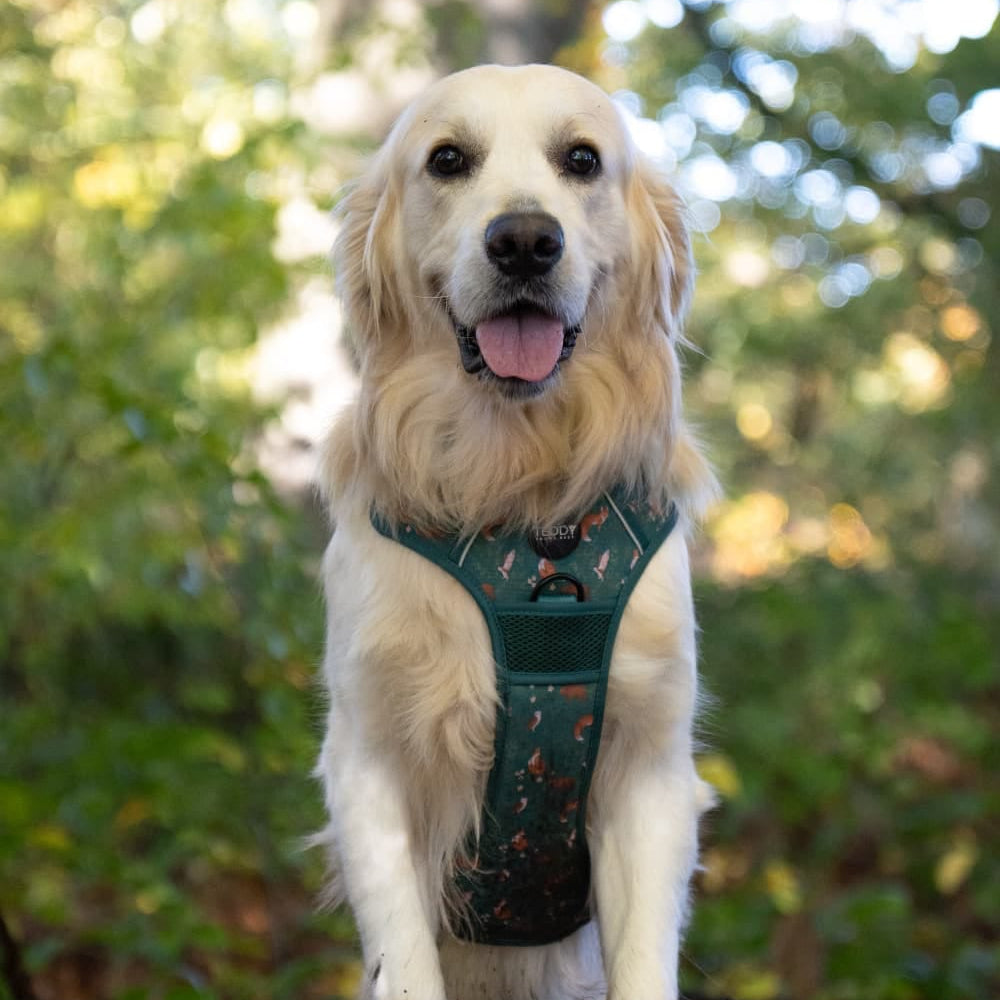 Woodland Wanderers Harness