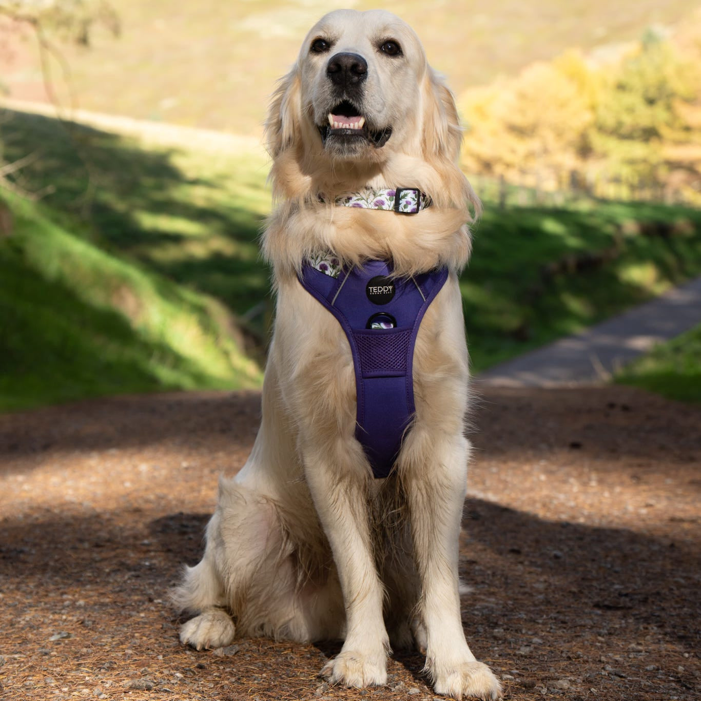 Dog wearing a purple harness sitting on a path with a scenic background