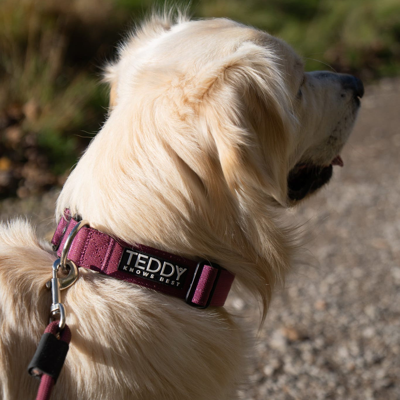 Burgundy Adventure Collars