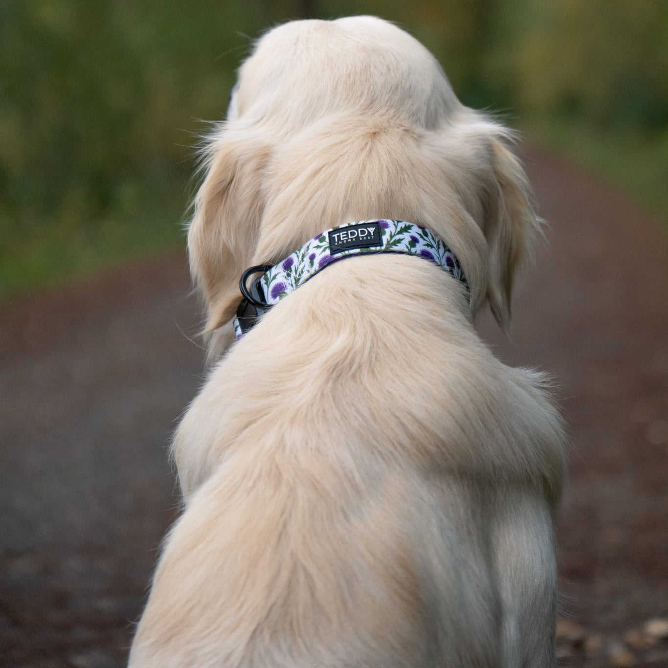 Thistle While You Walk Collar