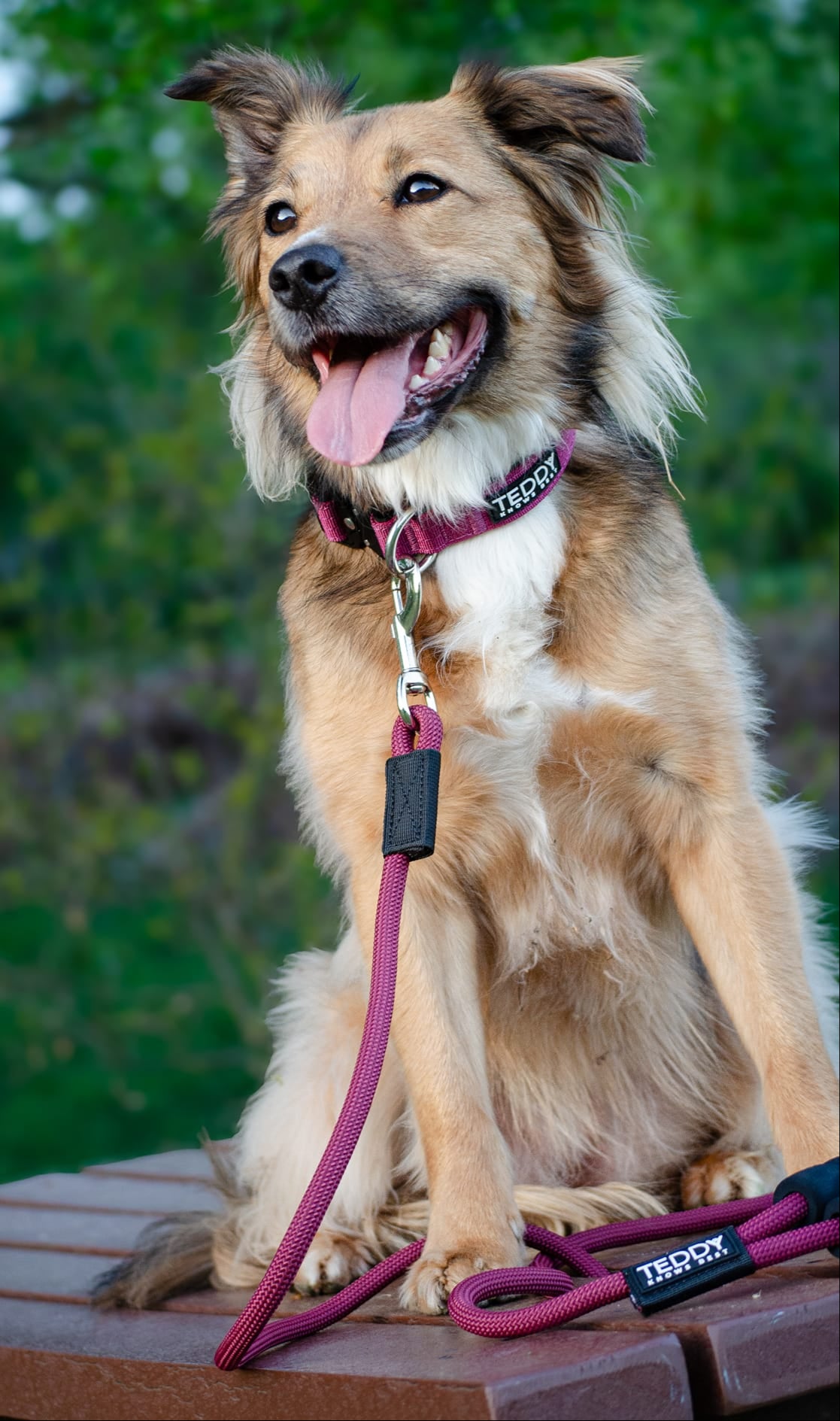 Collar & Lead Bundle
