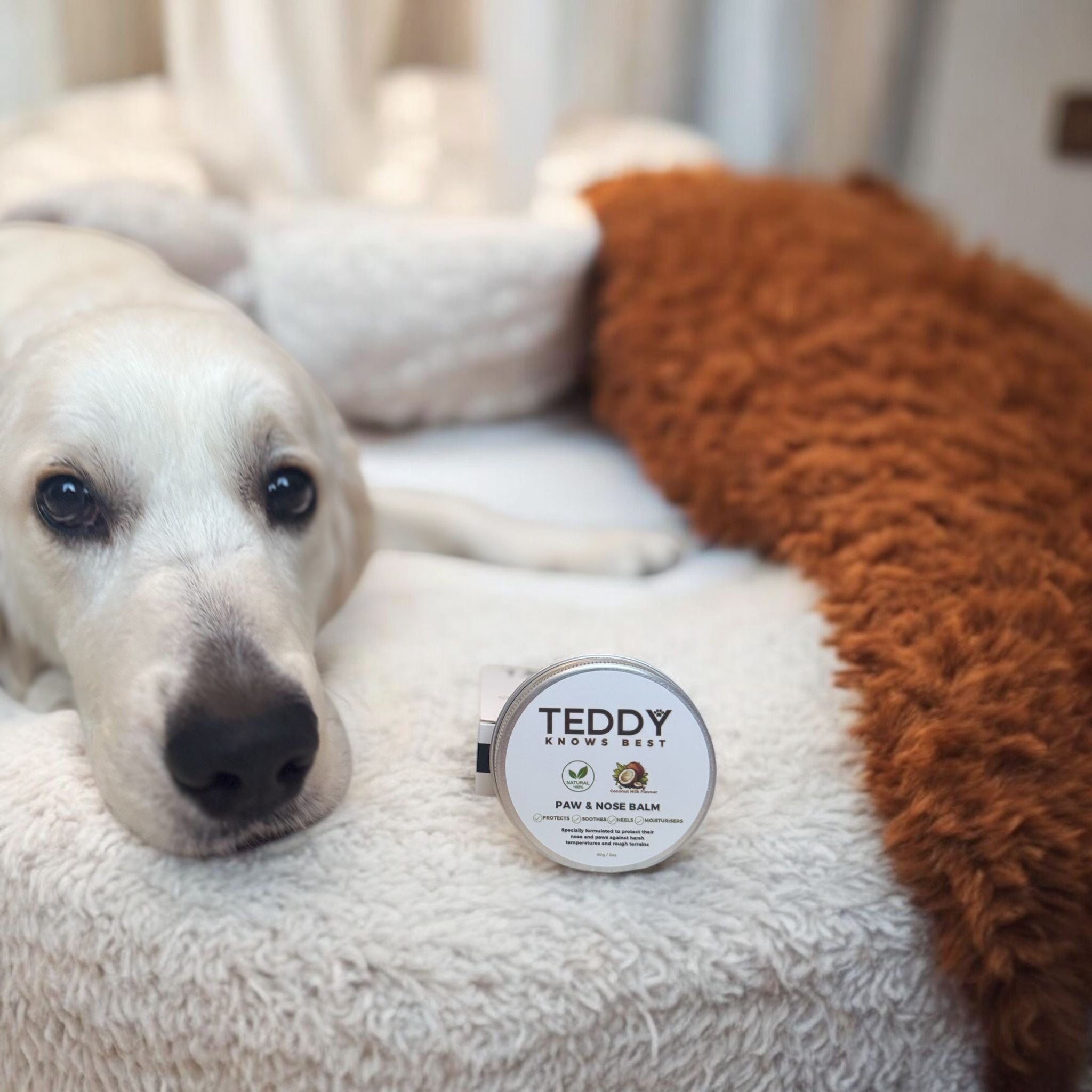 Teddy lying on his bed with the paw and nose balm