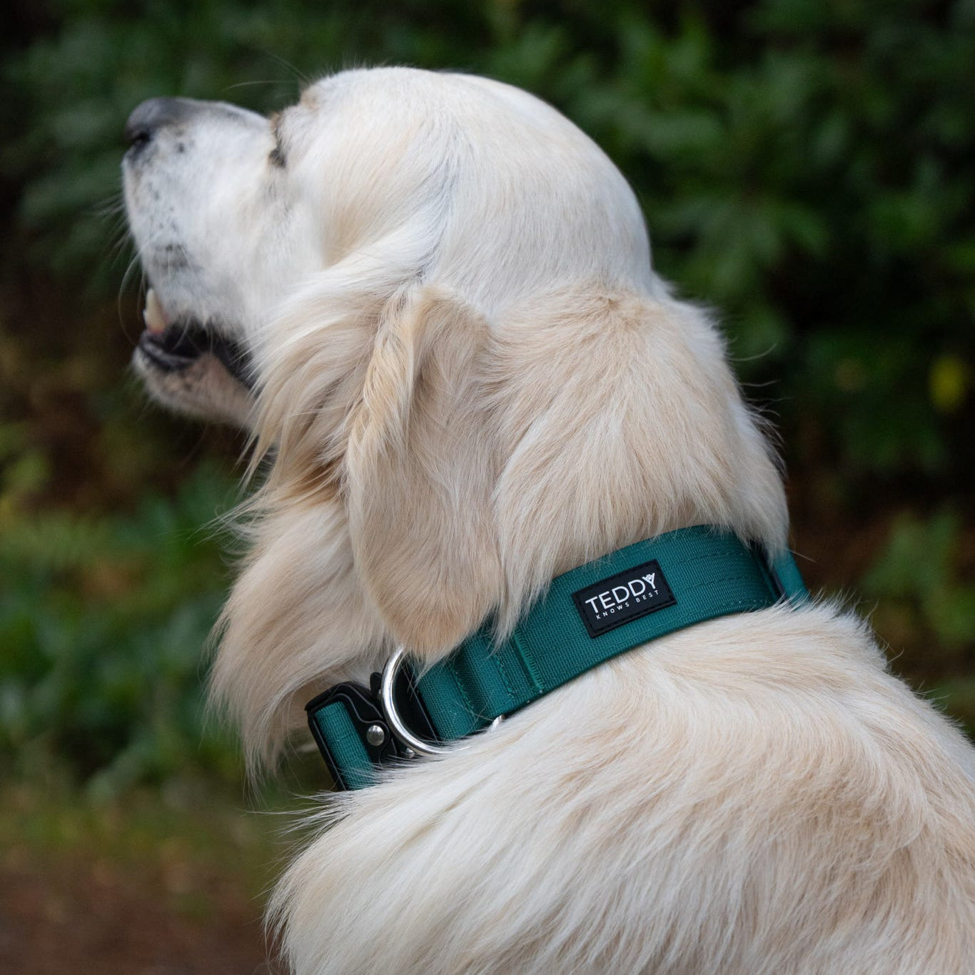 Forest Green Adventure Collars