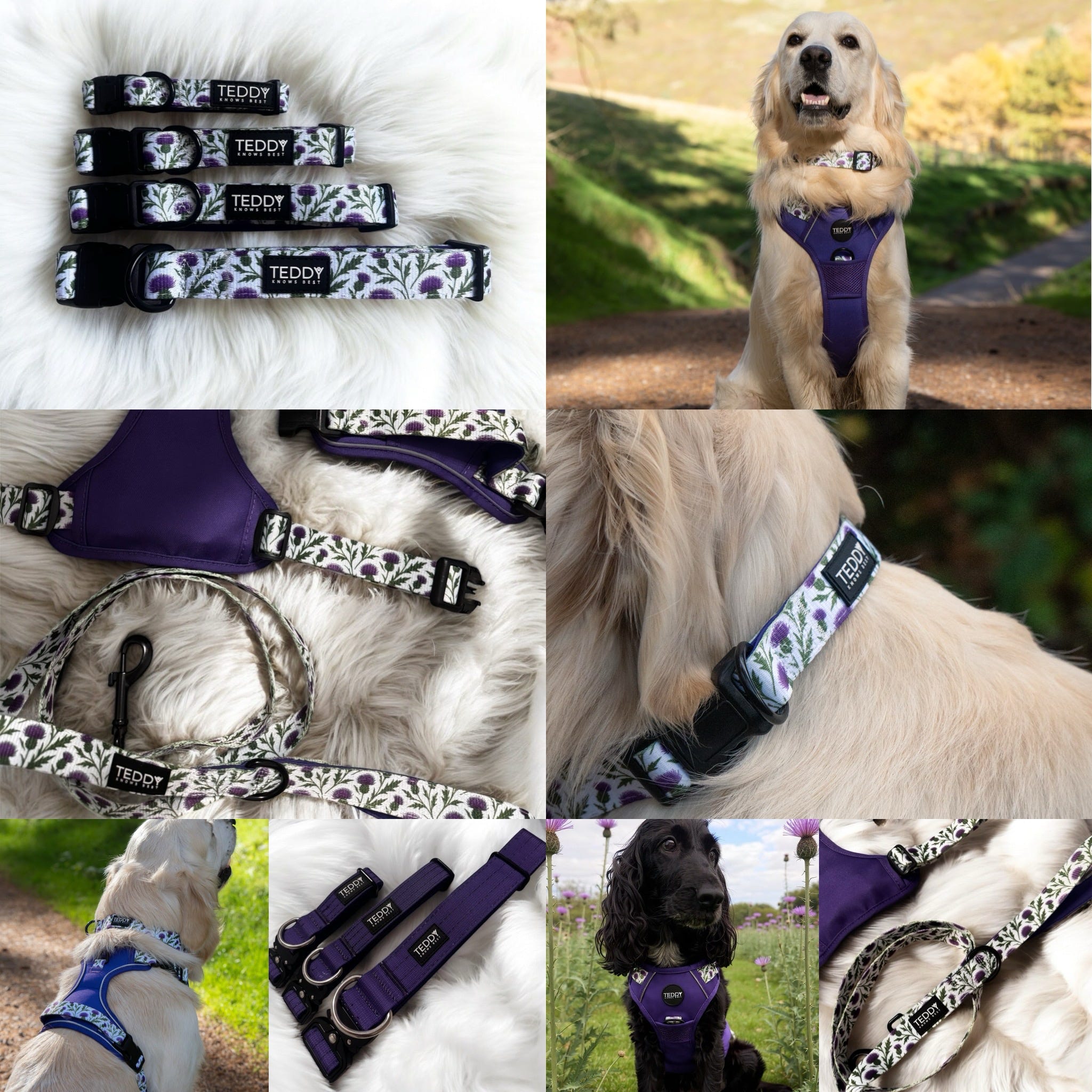 Thistle While You Walk Trio