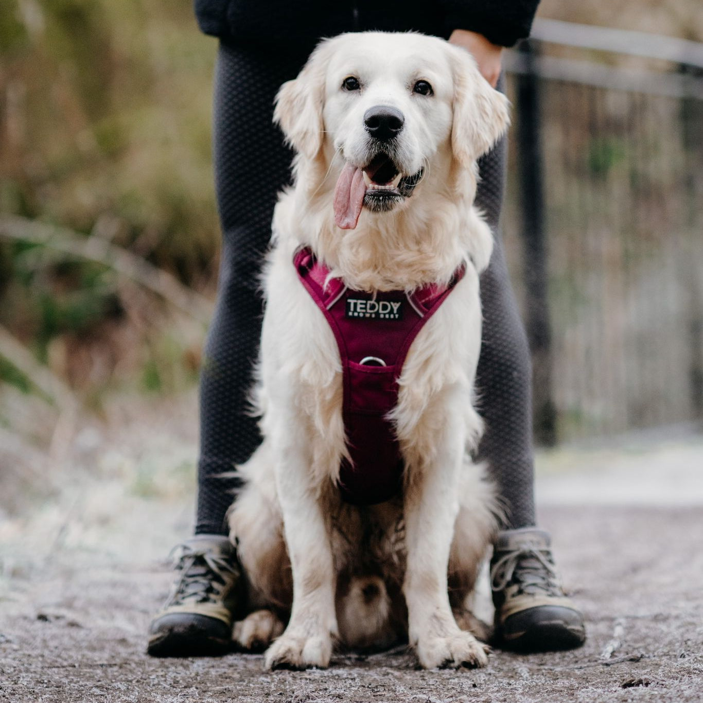 White dog wearing a pink harness with 'Teddy' on it, sitting on a path.