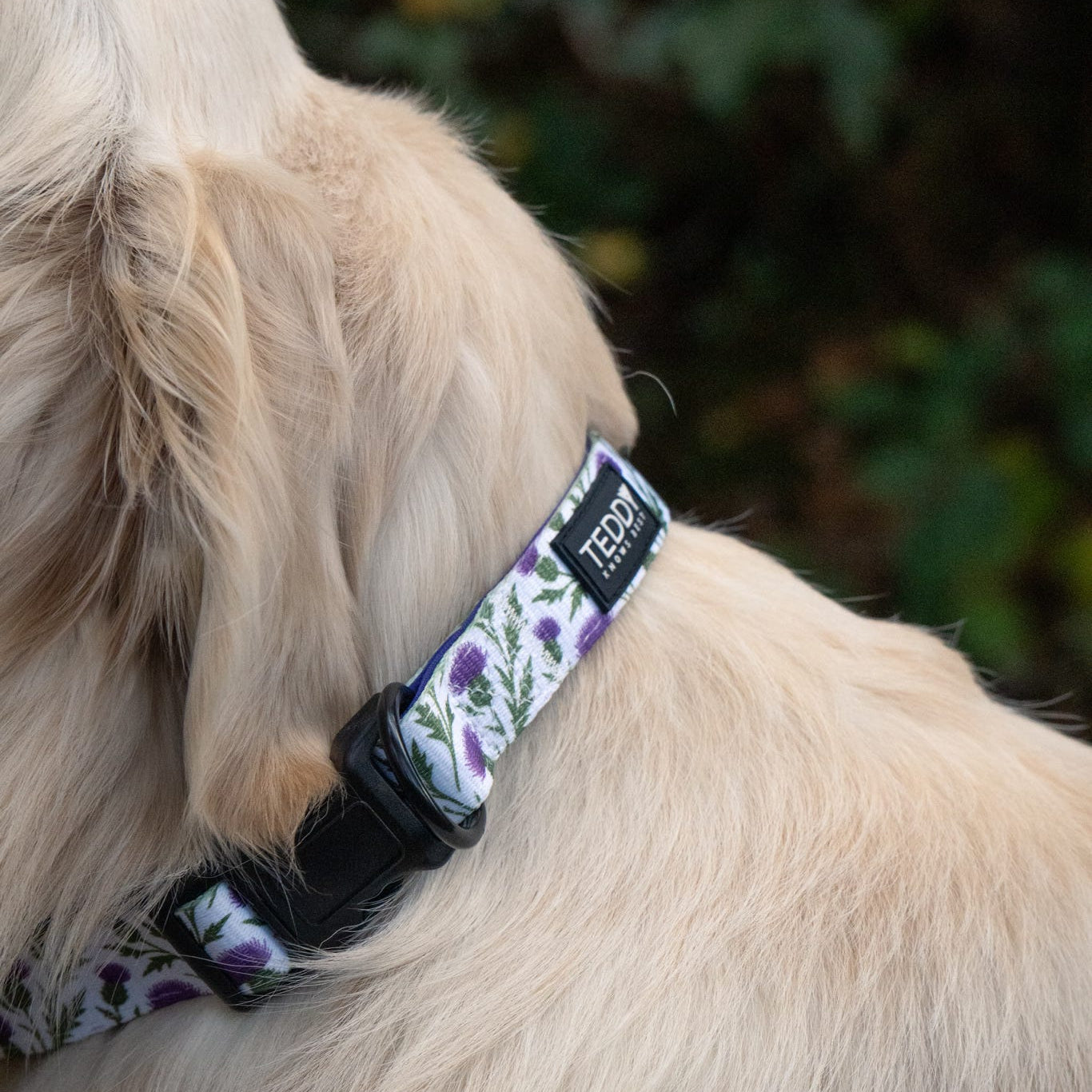 Thistle While You Walk Collar