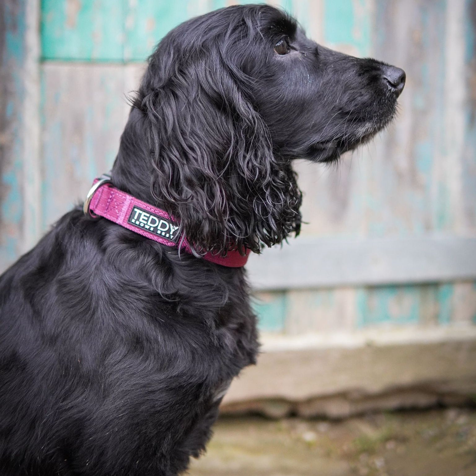 Burgundy Adventure Collars